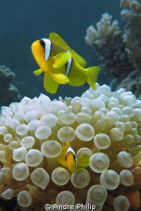 "Cute Rambo!" ;-) - Egyptian Nemo (Amphiprion Bicinctus) ... by Andre Philip 